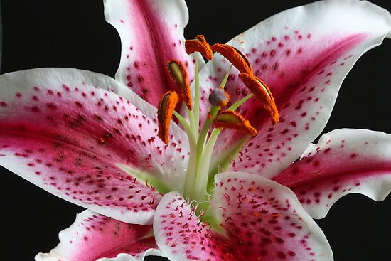 The Pink Stargazer Lily is what I want tattooed for my cover up of my