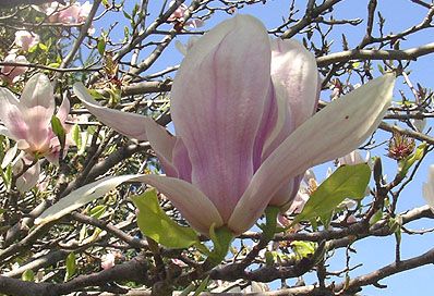 Magnolia Tree Pictures, Images and Photos