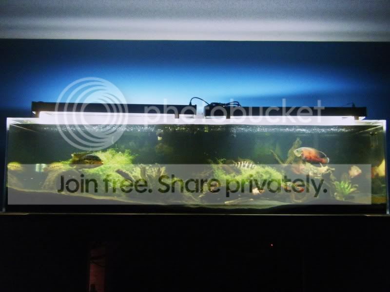 Cichlid-Forum Update On Predatory Community Tank going 
