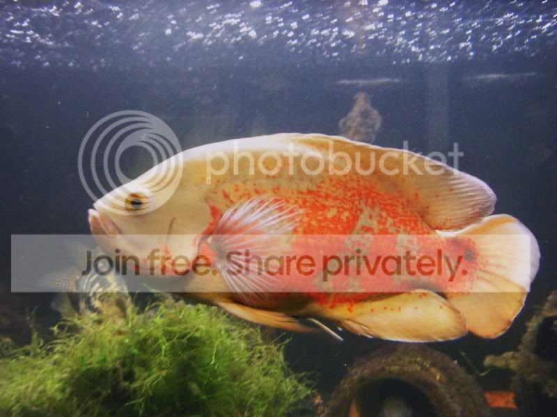 Cichlid-Forum Update On Predatory Community Tank going 