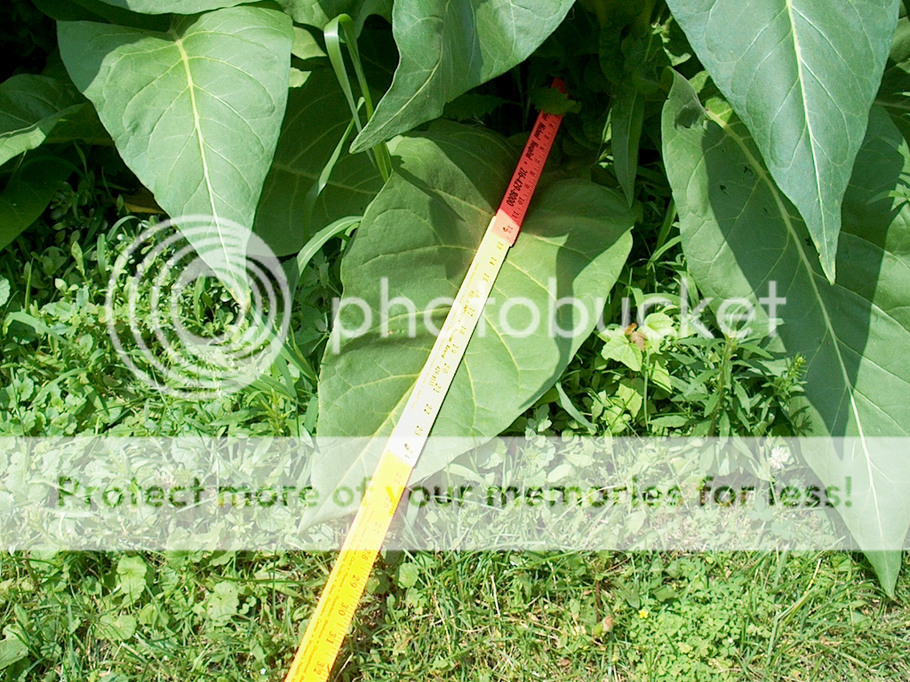 growing tobacco pennsylvania ElwynThornton's blog