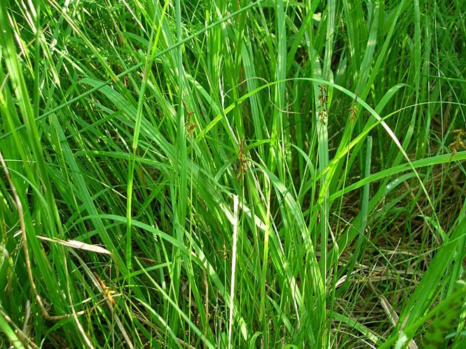 Turzyca Pchla - Carex Pulicaris Graphics, Pictures, & Images for ...