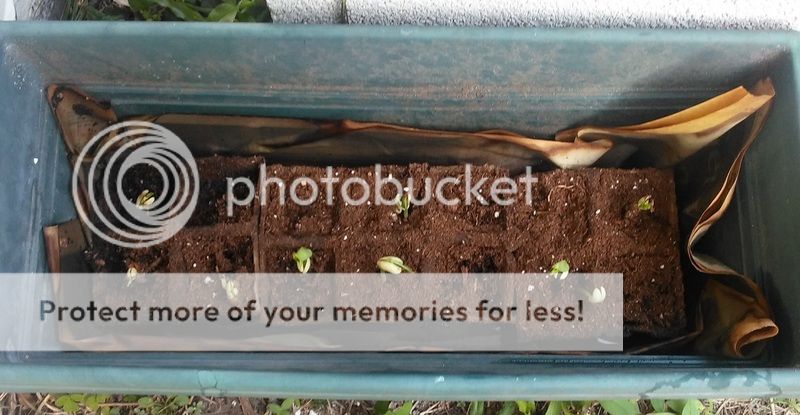 Several bean sprouts in a planter.