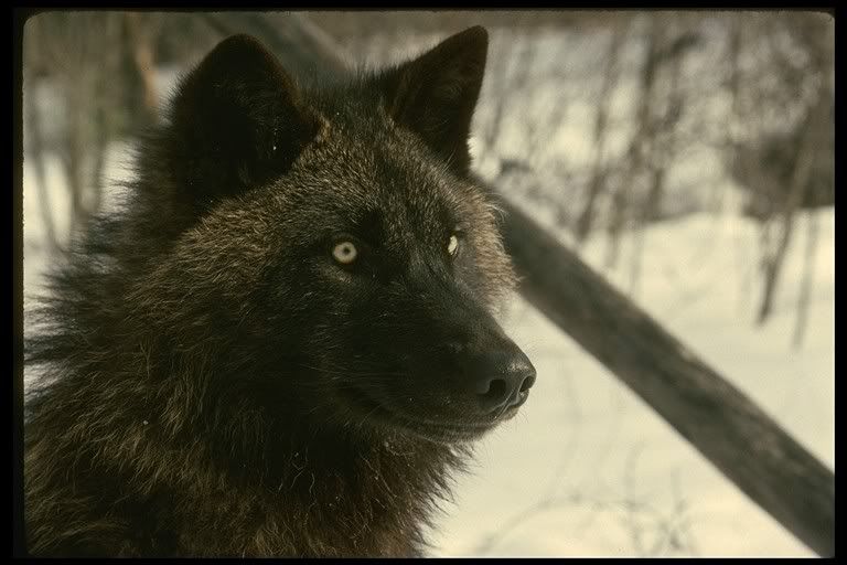 https://i12.photobucket.com/albums/a212/Mexen/Tundra20Wolf2042077.jpg