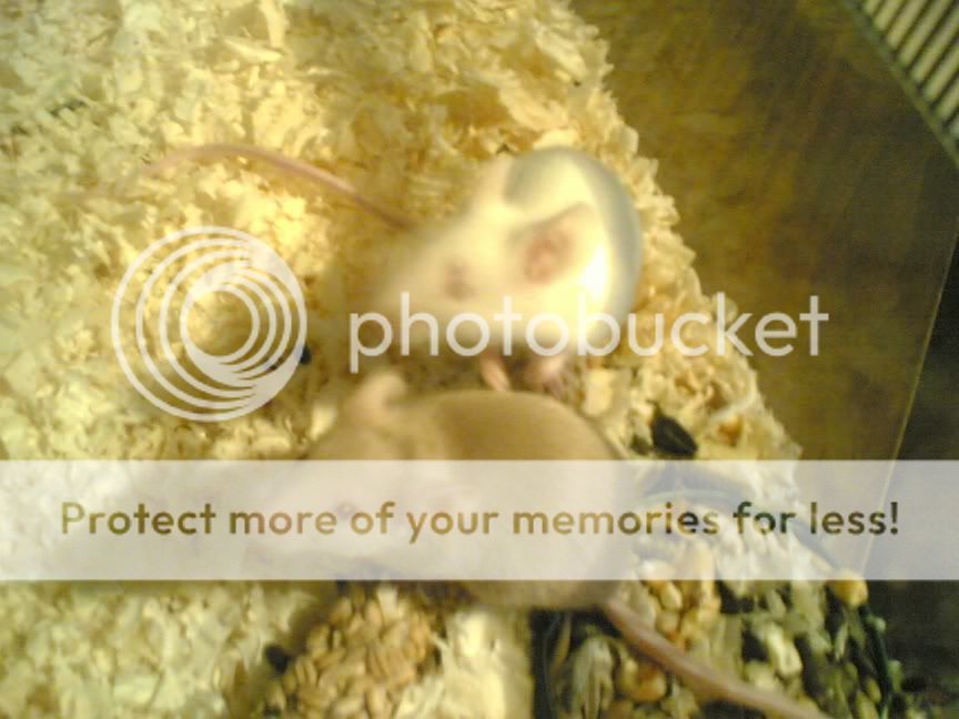 http://i12.photobucket.com/albums/a222/Orange_Girl/Image2660.jpg