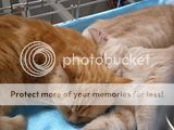 http://i12.photobucket.com/albums/a222/rostgortrans/cats/th_0013.jpg