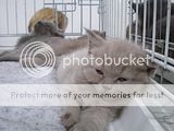 http://i12.photobucket.com/albums/a222/rostgortrans/cats/th_0021.jpg