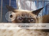 http://i12.photobucket.com/albums/a222/rostgortrans/cats/th_0036.jpg
