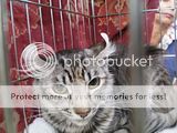 http://i12.photobucket.com/albums/a222/rostgortrans/cats/th_0039.jpg