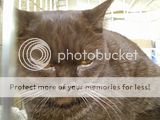 http://i12.photobucket.com/albums/a222/rostgortrans/cats/th_0042.jpg