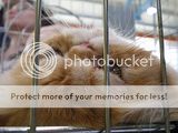 http://i12.photobucket.com/albums/a222/rostgortrans/cats/th_0046.jpg
