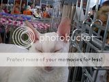 http://i12.photobucket.com/albums/a222/rostgortrans/cats/th_0052.jpg