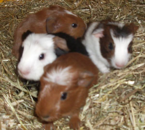 babies.jpg
