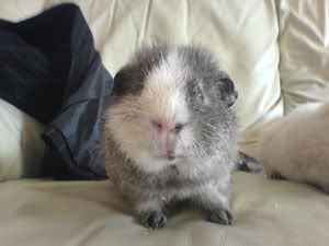 badger1.jpg