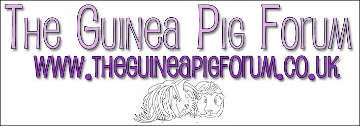 banner.jpg