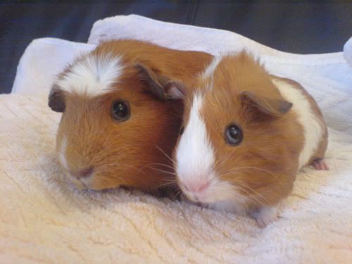 craterwhiskers.jpg