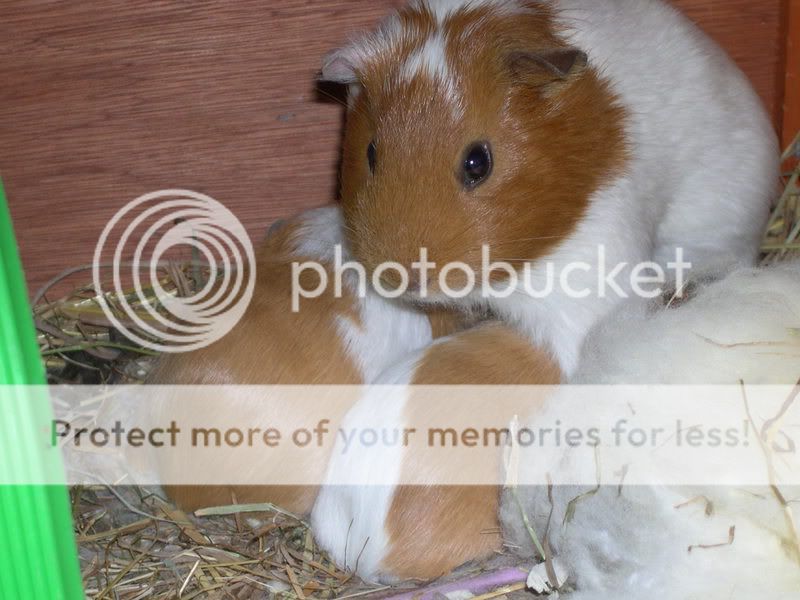 guineapigpic.jpg