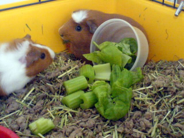 yumyum.jpg