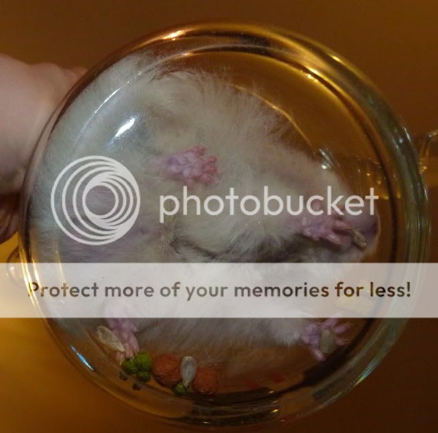 More *graphic* pictures of Furnando. And questions about swollen