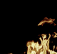 animated fire photo: fire fire.gif