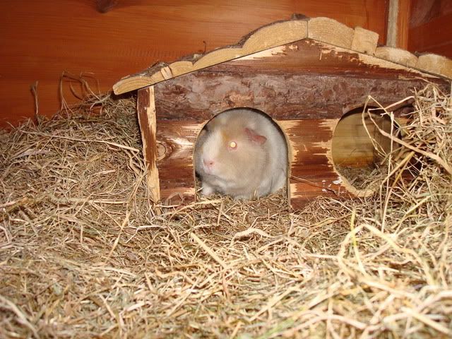 DSC00068.jpg