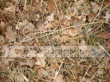 Image hosting by Photobucket