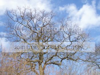 Image hosting by Photobucket