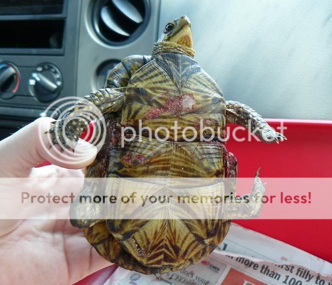 Injured Florida Boxie- Pix Of Shell Repair - Booboo's Boxies - Turtle Forum