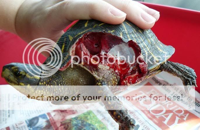 Injured Florida Boxie- Pix Of Shell Repair - Booboo's Boxies - Turtle Forum